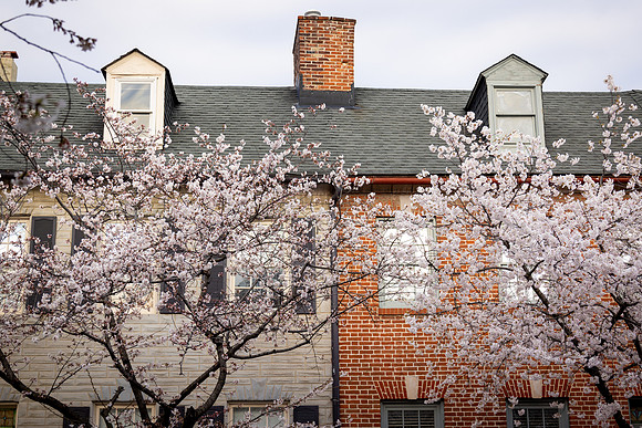 7026 Spring in Fells Point