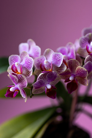 2108 Purple orchid II
