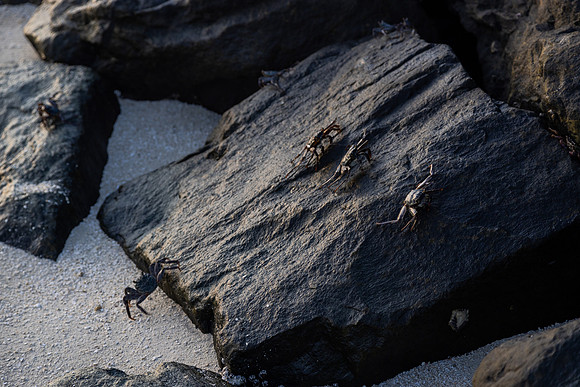 1115 Crabs II, MAadives