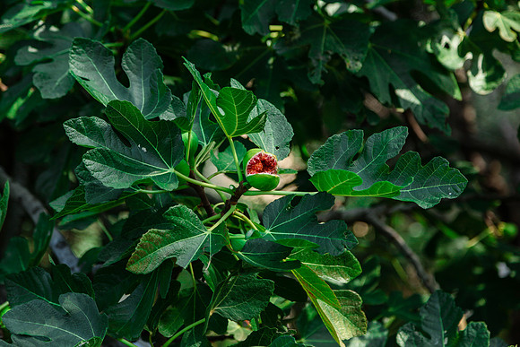 0271 Ripe fig