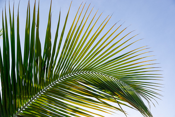 5054 Leaf