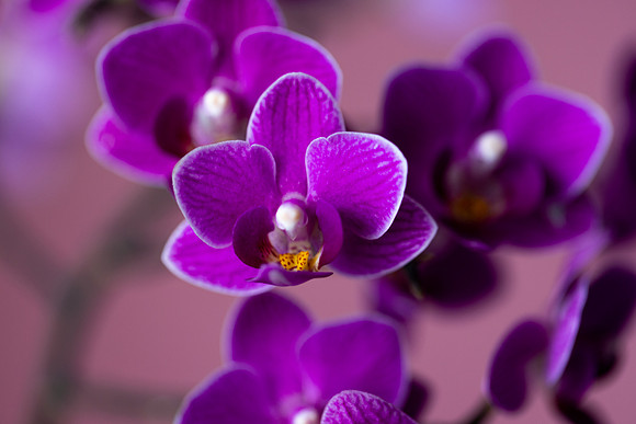 2115 Violet orchid