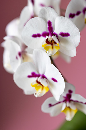 2107 White orchid IV