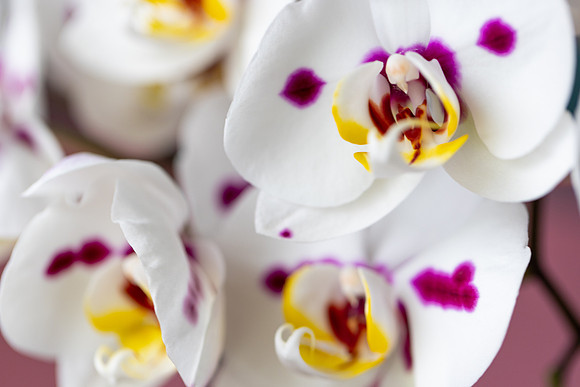 2106 White orchid III