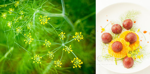 Baby Beet-Tangerine Salad with Fennel Fronds and Pollen