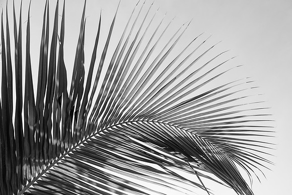 3095 Palm leaf
