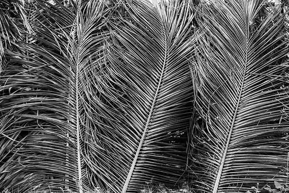 3092 Palm leaves fence