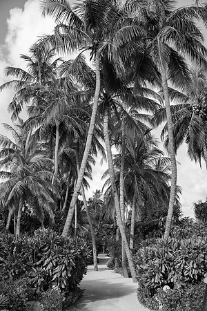 3096 Tropical vegetation, Maldives