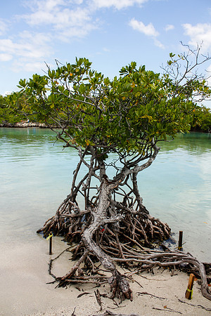 0025 Mangrove tree