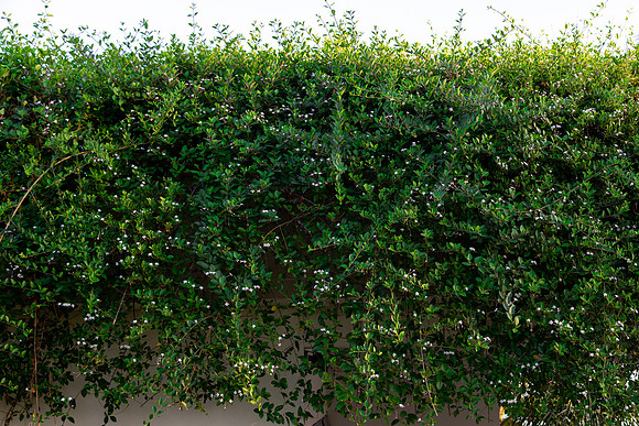 2127 Green wall