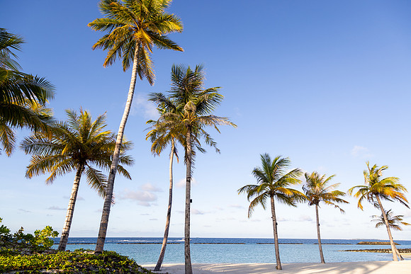 1128 Palm trees on the beach, Maldives