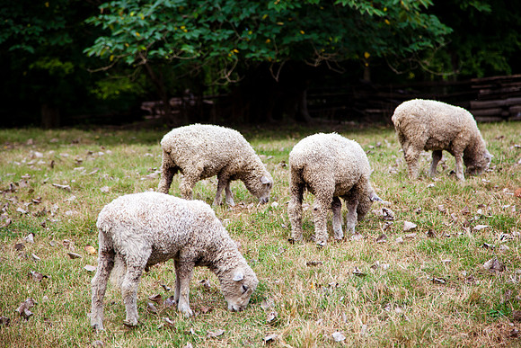 9032 Sheep