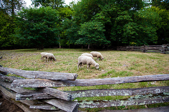 9033 Pasture