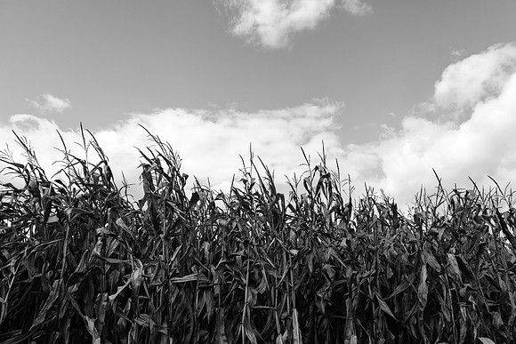 3045 Cornfield
