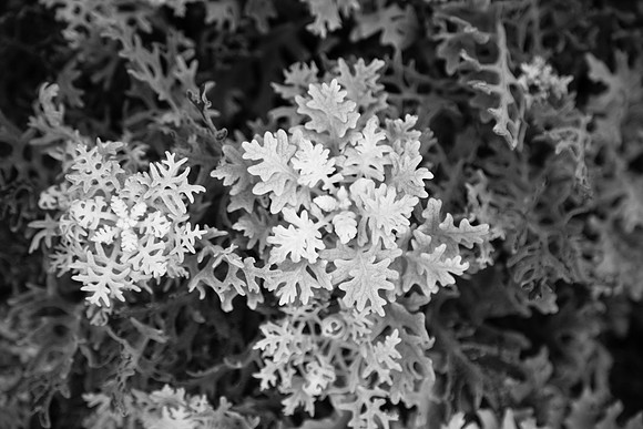 3071 Black & White I