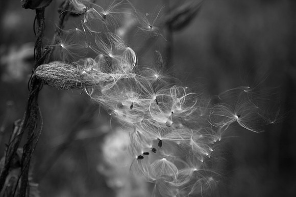 3070 Flowing seeds