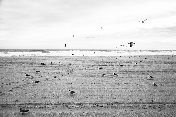 3065 Seagulls III