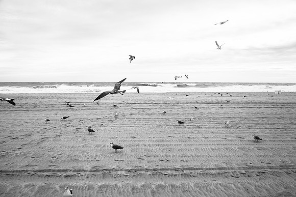 3068 Seagulls I