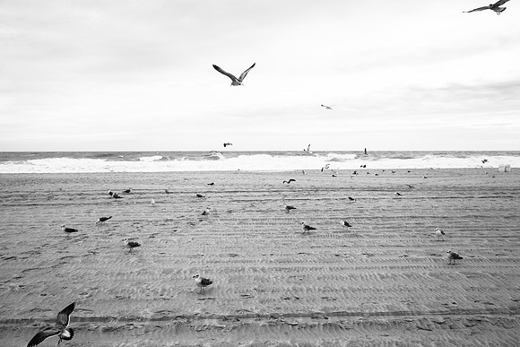 3064 Seagulls II