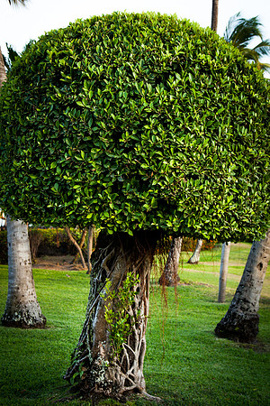 2076 Groomed tree