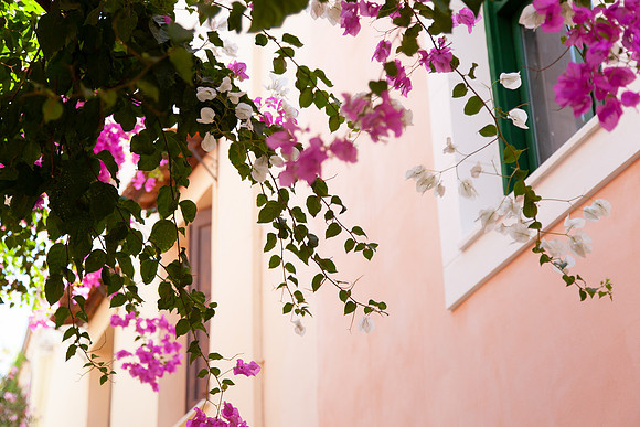 2069 Pink and white bougainvillea II, Greece