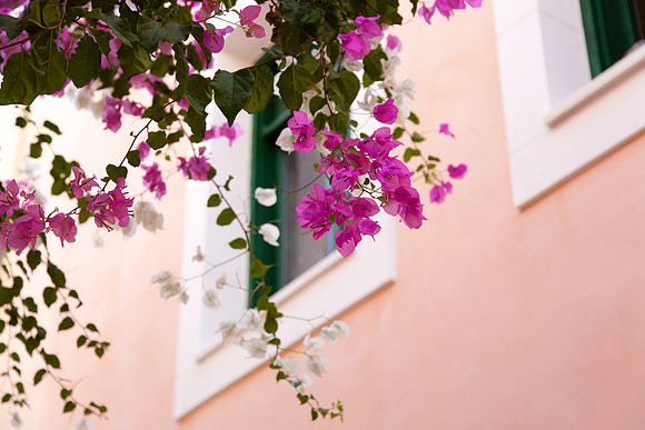 2068 Pink and white bougainvillea I, Greece