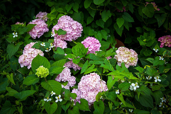 2042 Pink hydrangea