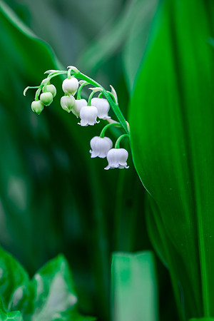 2031 Lily of the valley I