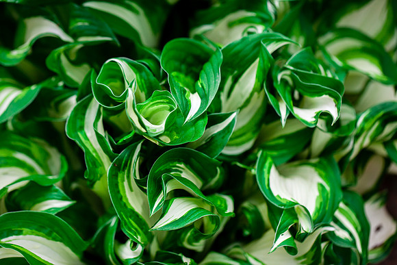 2034 Green and white