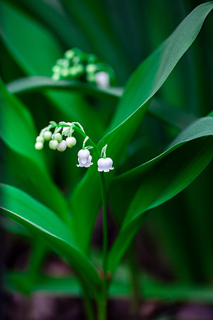 2032 Lily of the valley II
