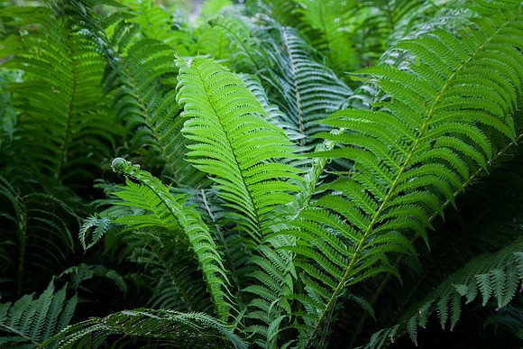 2033 Fern