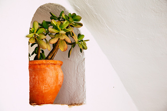 2074 Jade plant