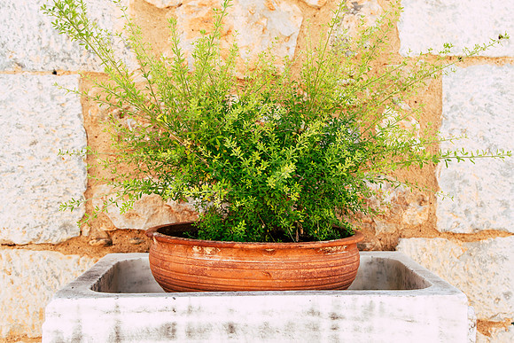 2067  Plant in a terracotta pot