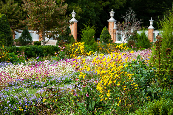 2079 Late Summer garden