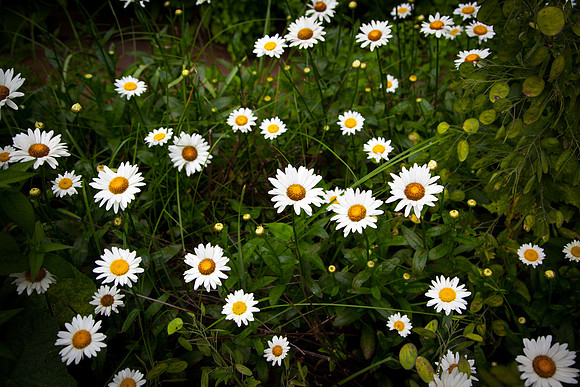 2041 Daises