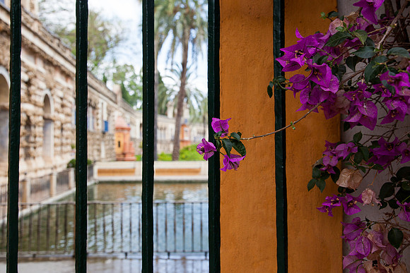 2073 Bougainvillea, Seville