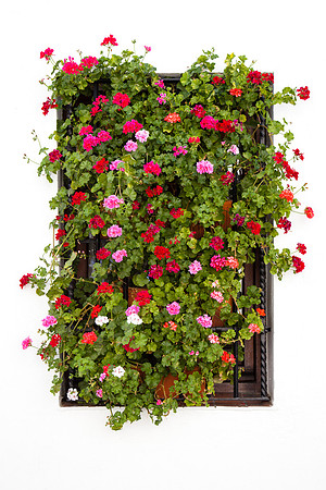 2022 Glories geraniums flowers, Cordoba