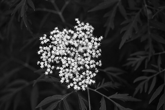 3072 Black & White II