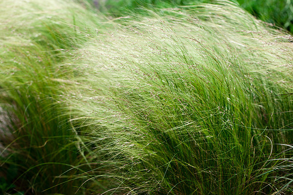 2036 Soft green grass