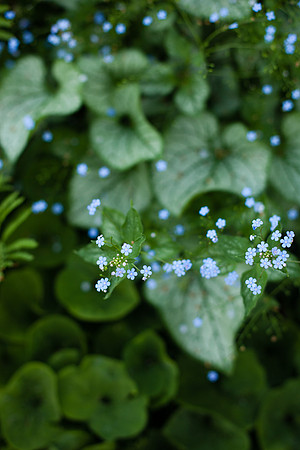 2038 Forget me not I
