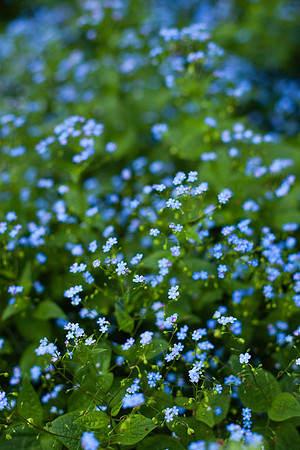 2038 Forget me not II