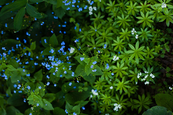 2039 Early spring flowers