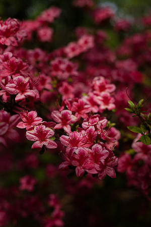 2043 Red azalea