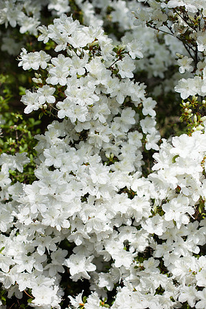 2044 White azalea