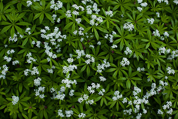 2040 Tiny white flowers