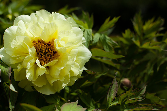 2046 Yellow peony