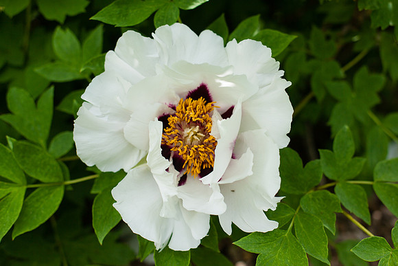 2047 White peony
