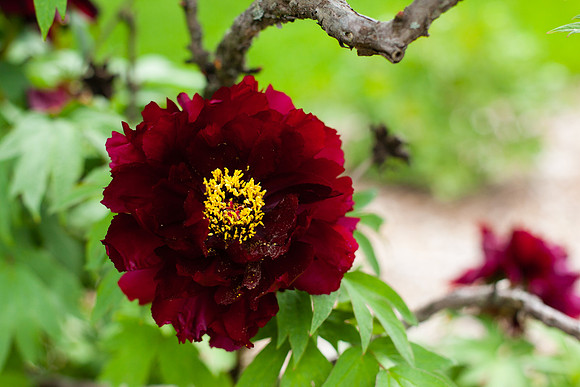 2048 Red peony