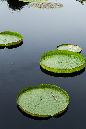 2049 Water lily