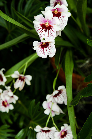 2051 Orchid I
